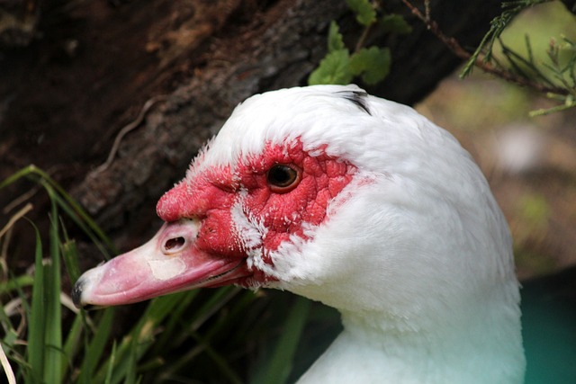 英超联赛一 英超联赛一